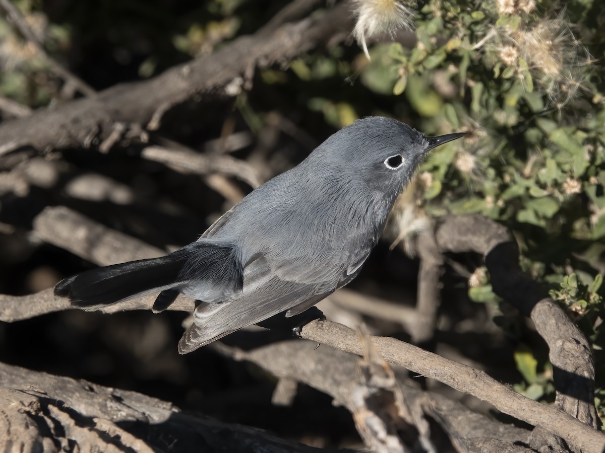 Blue-gray Gnatcatcher - ML646716929