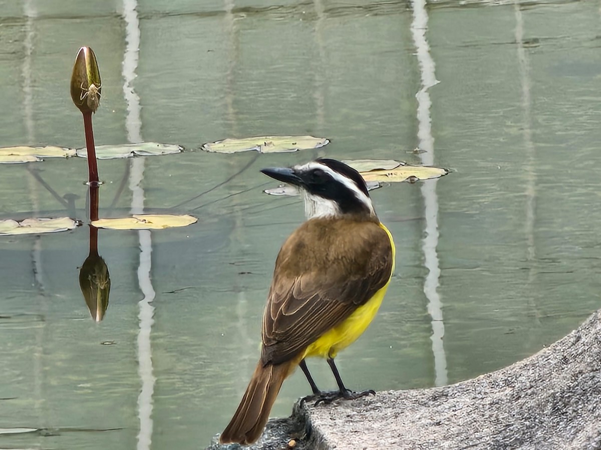 Tyran quiquivi - ML646716933