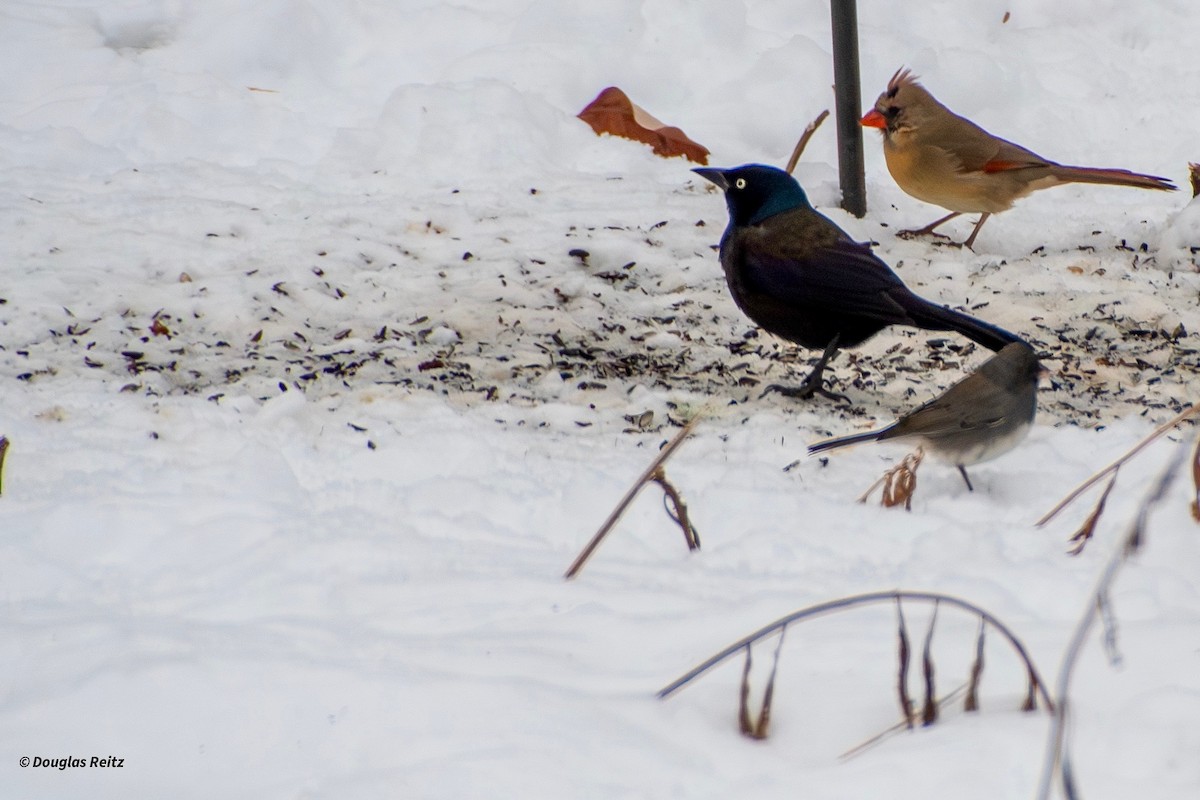 Purpurgrackel - ML646716936