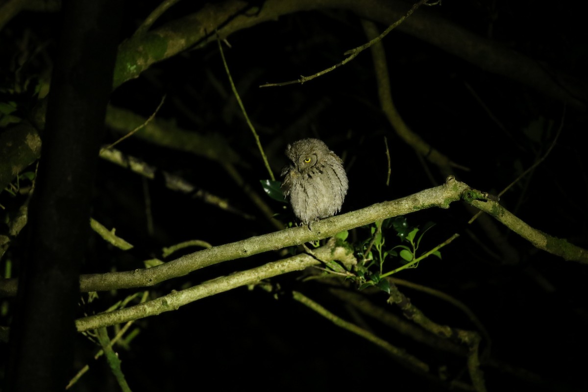 Eurasian Scops-Owl - ML646716939