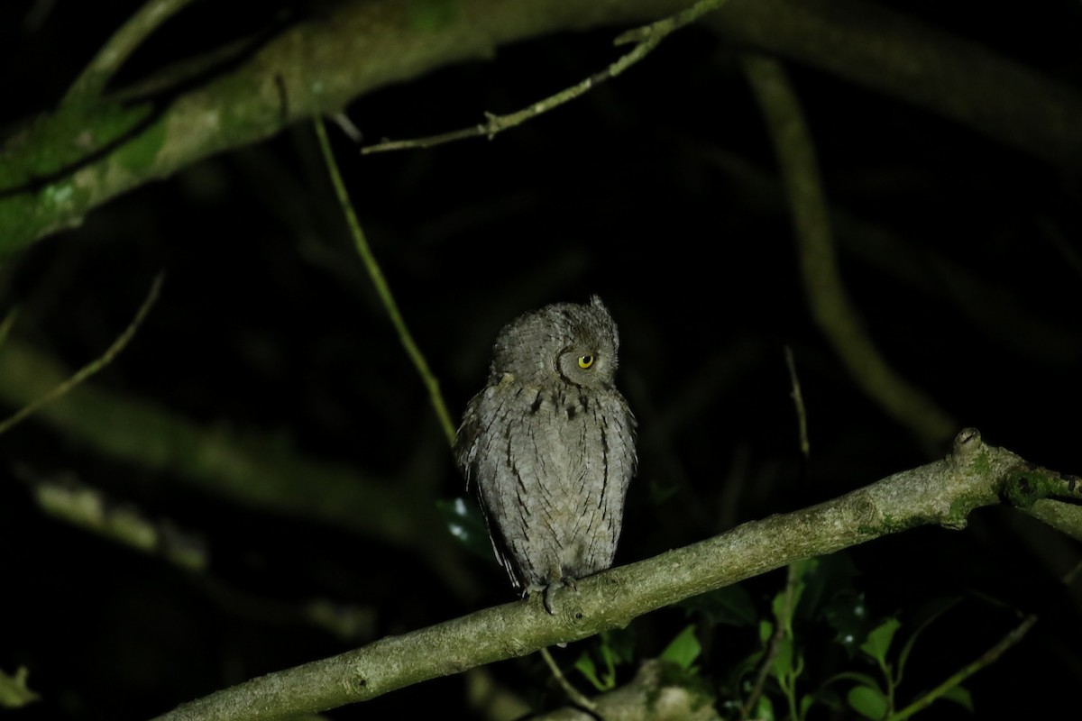 Eurasian Scops-Owl - ML646716940