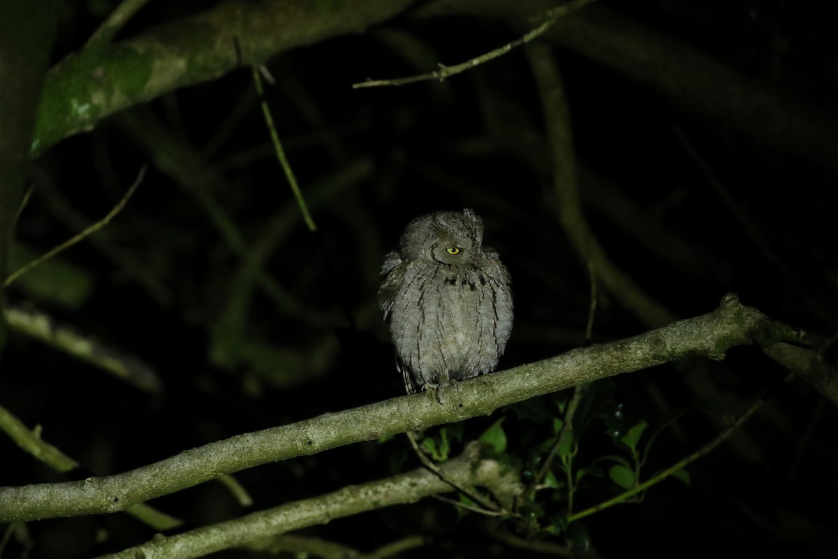 Eurasian Scops-Owl - ML646716941