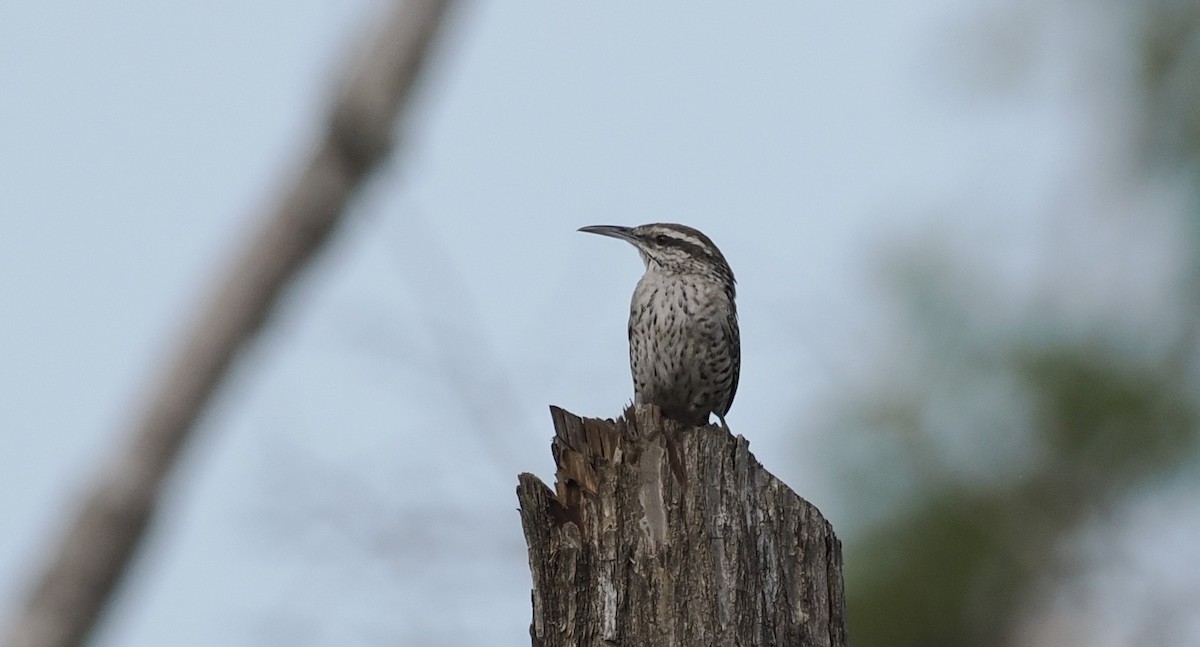 Yucatan Wren - ML646716944