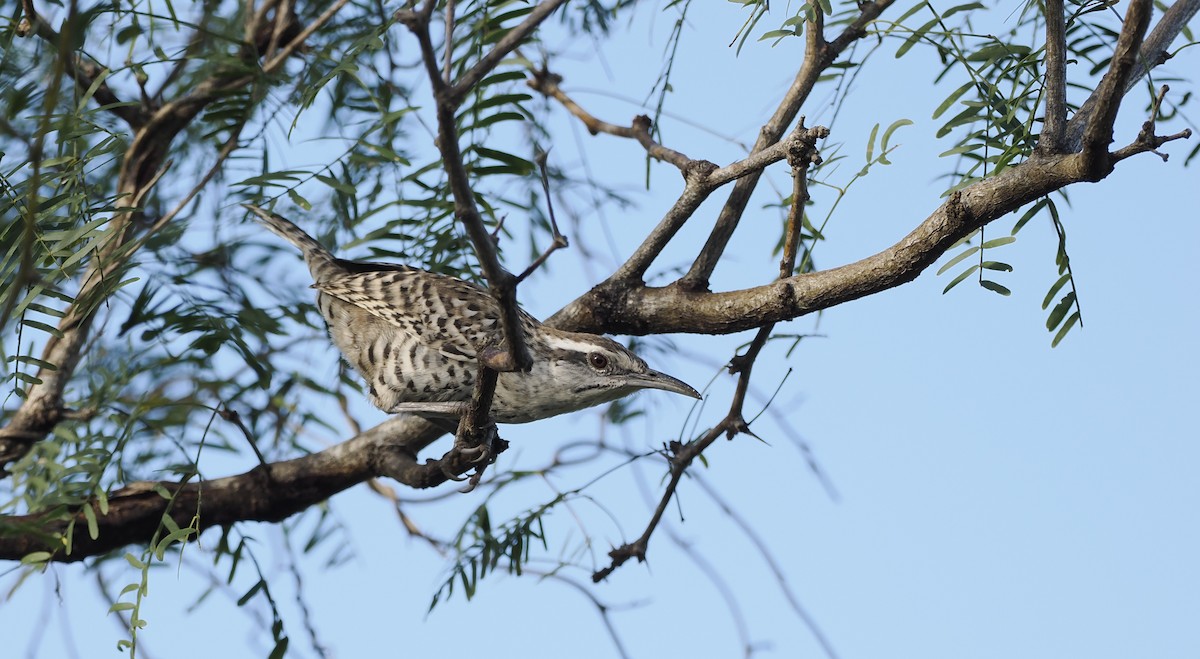 Yucatan Wren - ML646716945