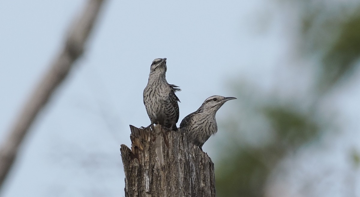 Yucatan Wren - ML646716946