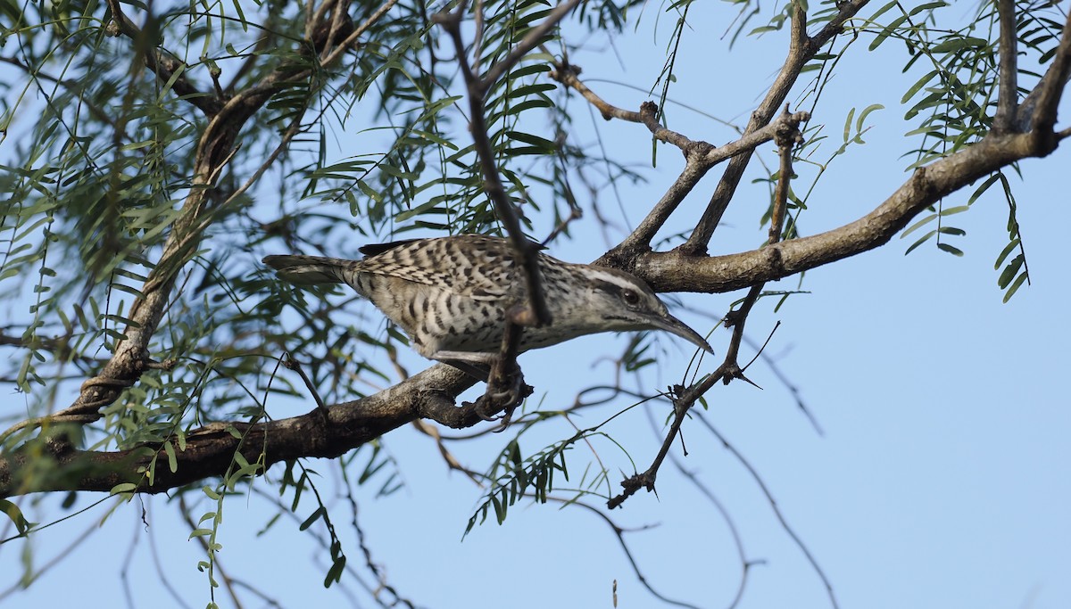 Yucatan Wren - ML646716947