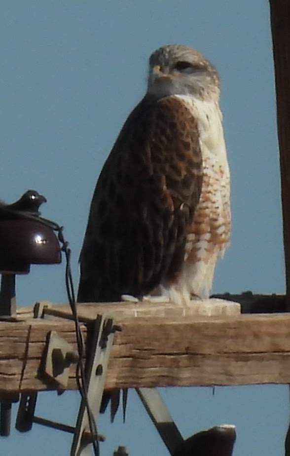 Buse rouilleuse - ML646716953