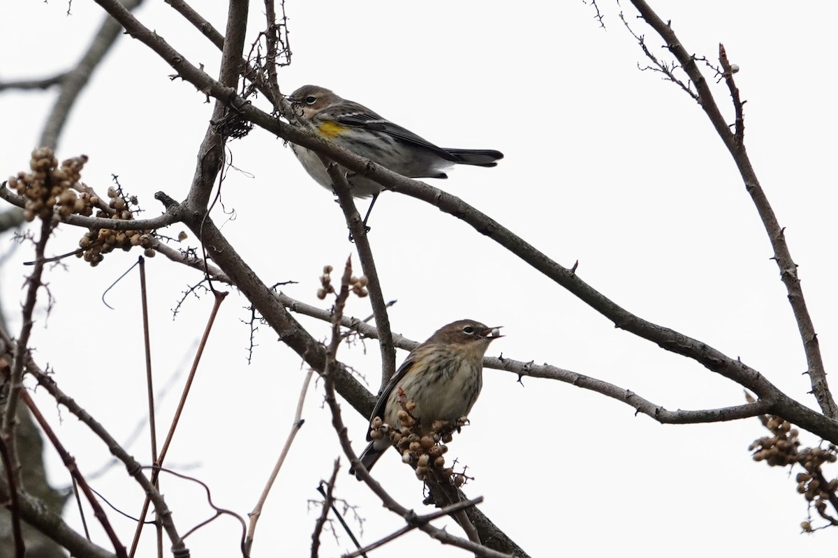 Yellow-rumped Warbler - ML646716954