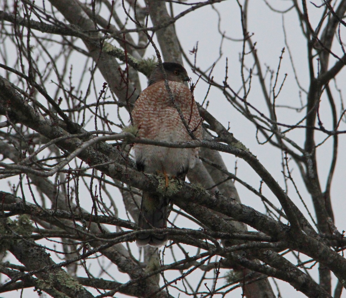 Cooper's Hawk - ML646716955