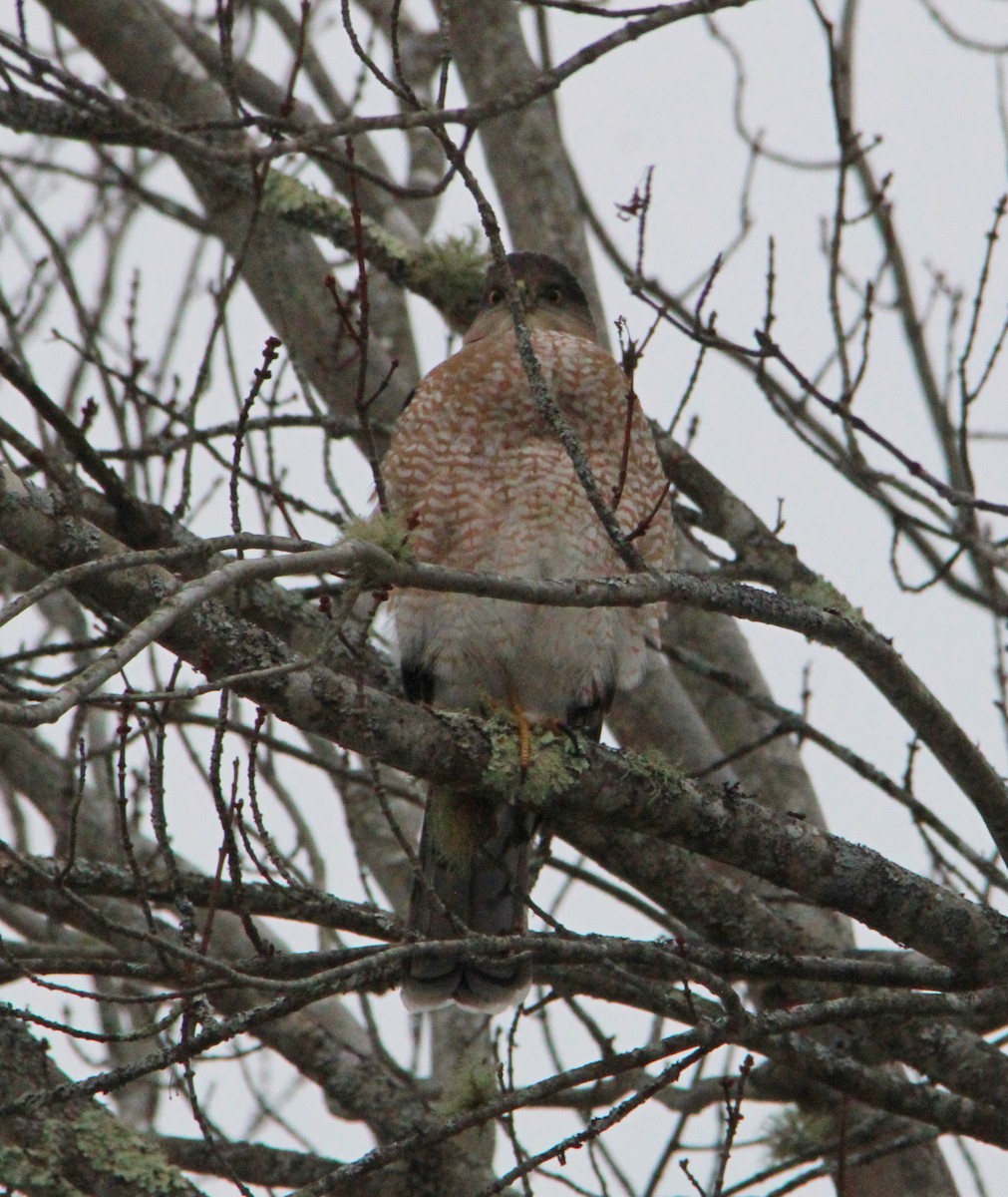 Cooper's Hawk - ML646716958