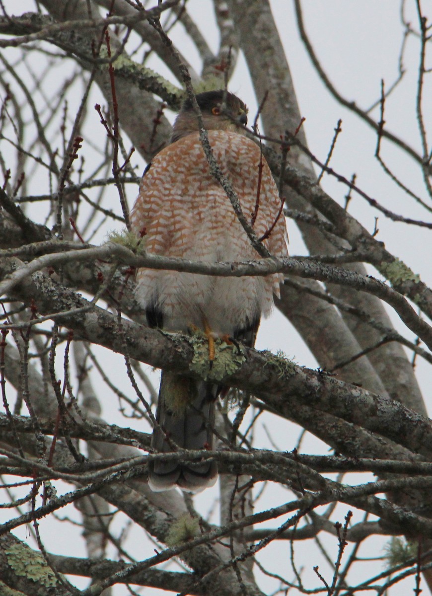 Cooper's Hawk - ML646716961