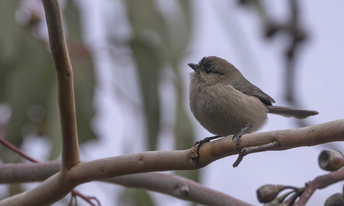 Buztanluze amerikarra - ML646716966