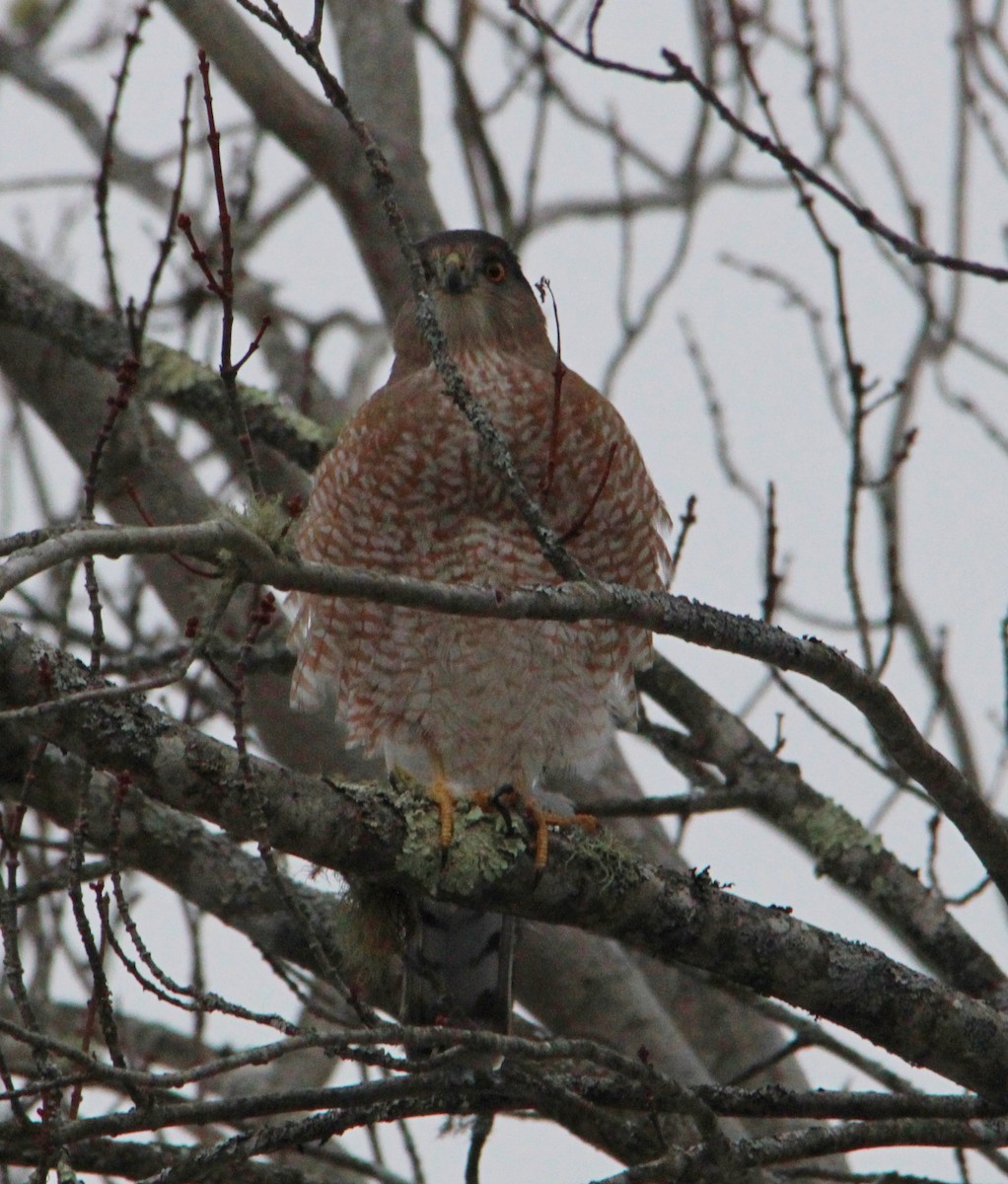 Cooper's Hawk - ML646716967