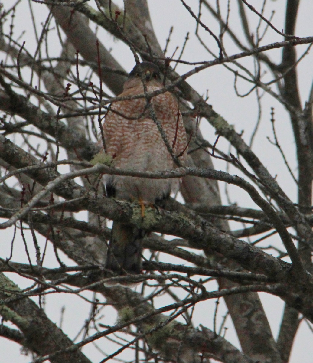 Cooper's Hawk - ML646716968