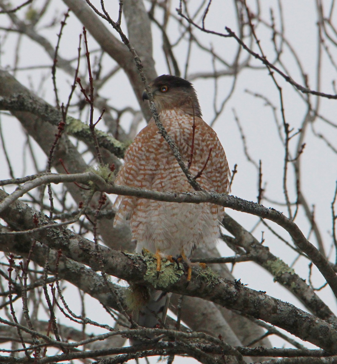 Cooper's Hawk - ML646716969