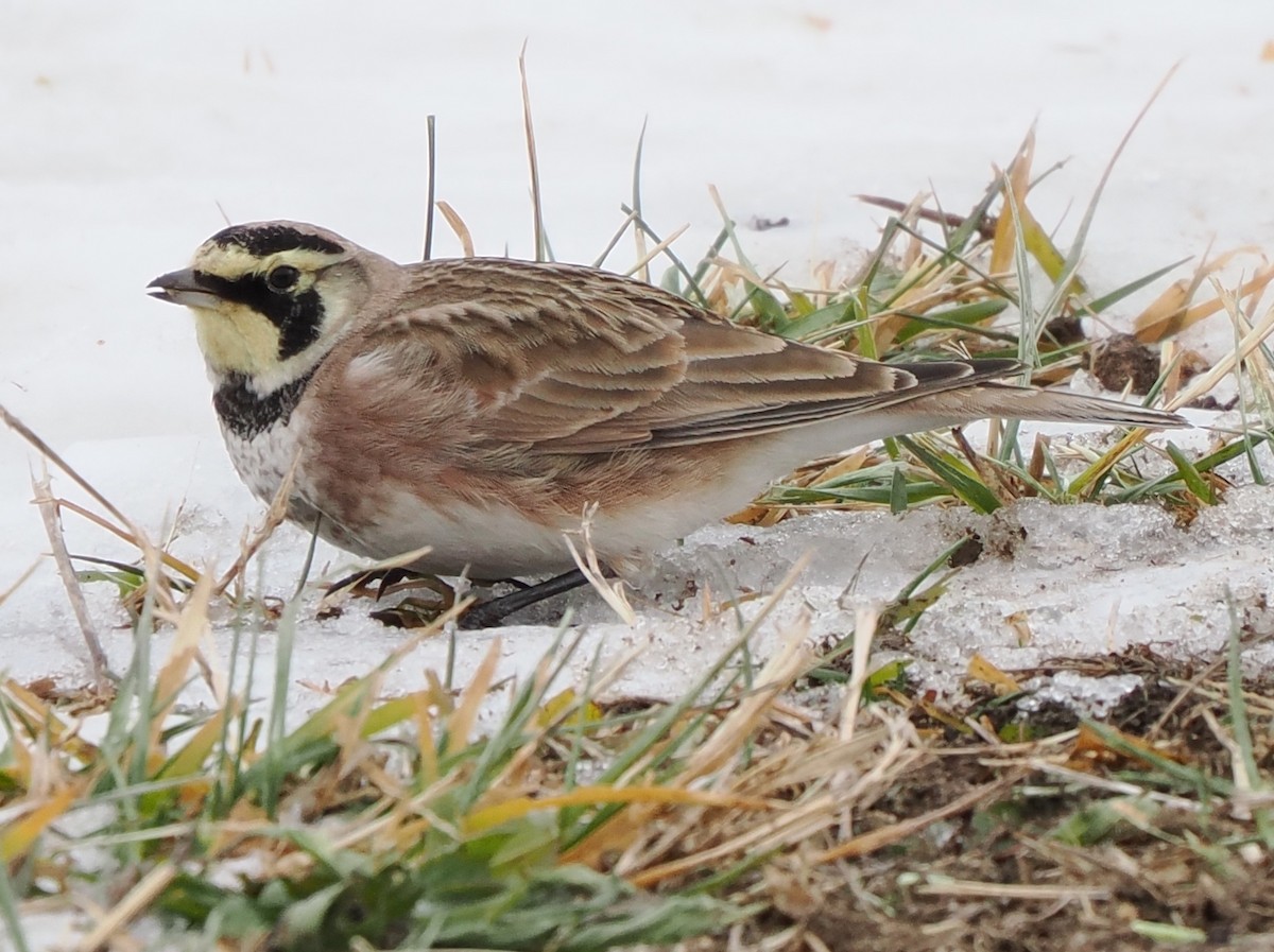 Horned Lark - ML646716970