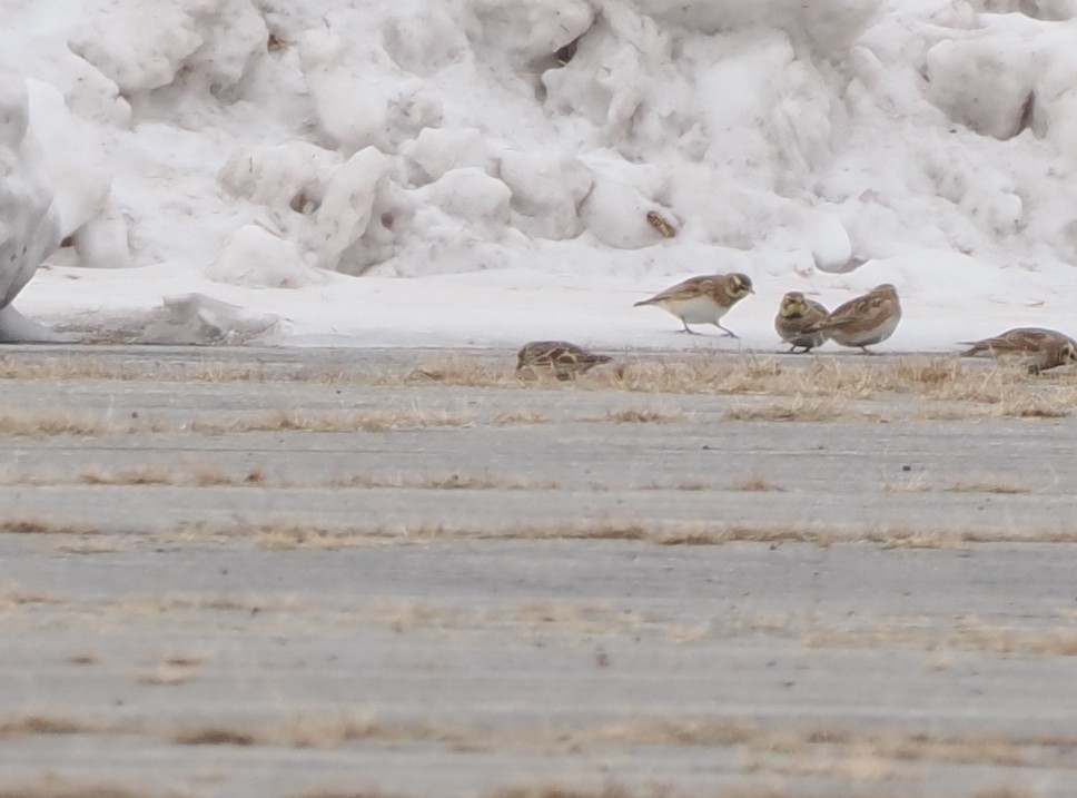 Lapland Longspur - ML646716972