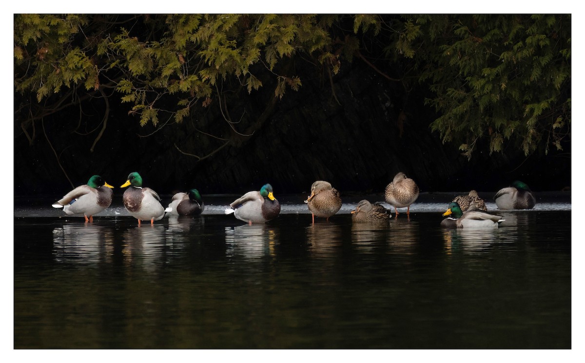 Germano reale - ML646716974