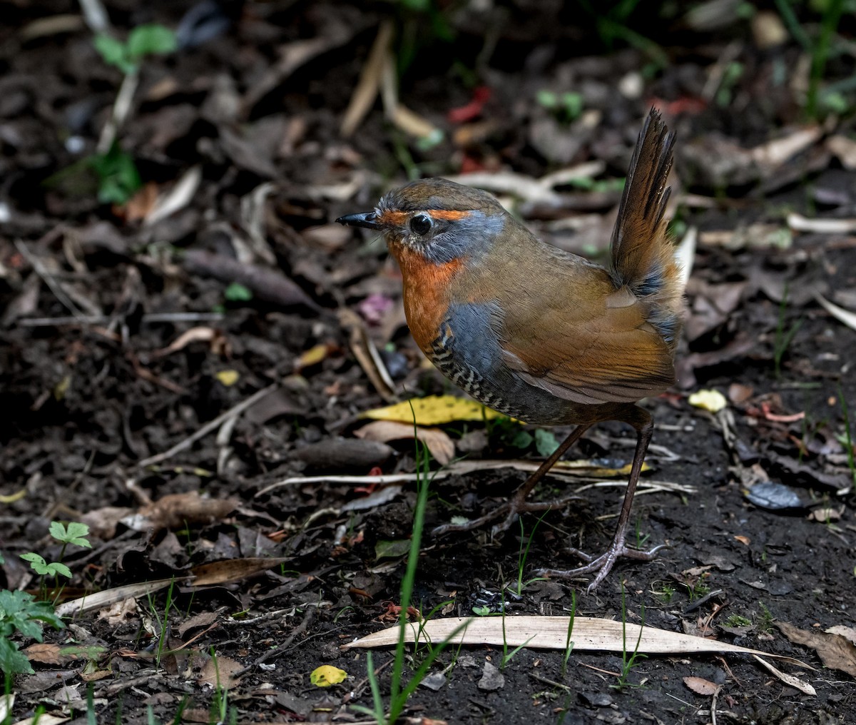 Chucao Tapaculo - ML646716975