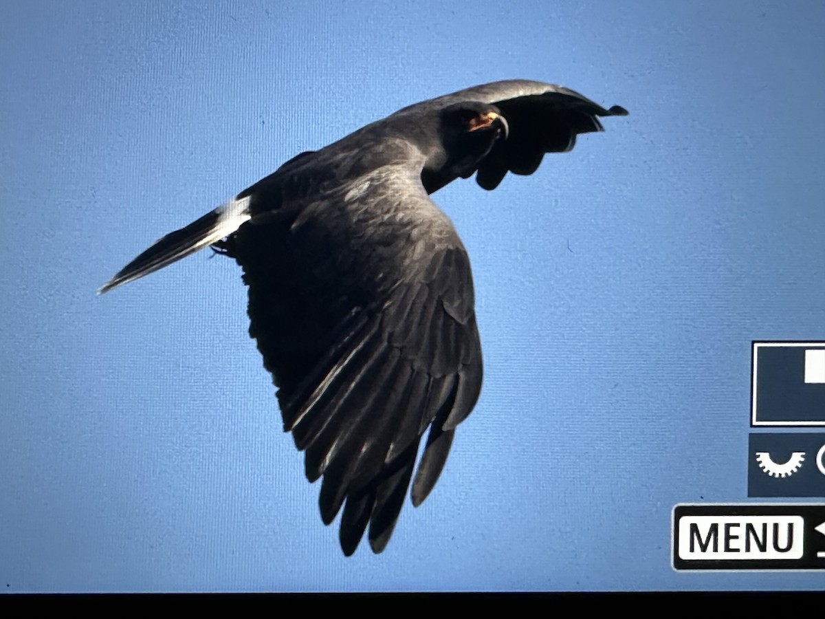 Salyangoz Çaylağı - ML646716977