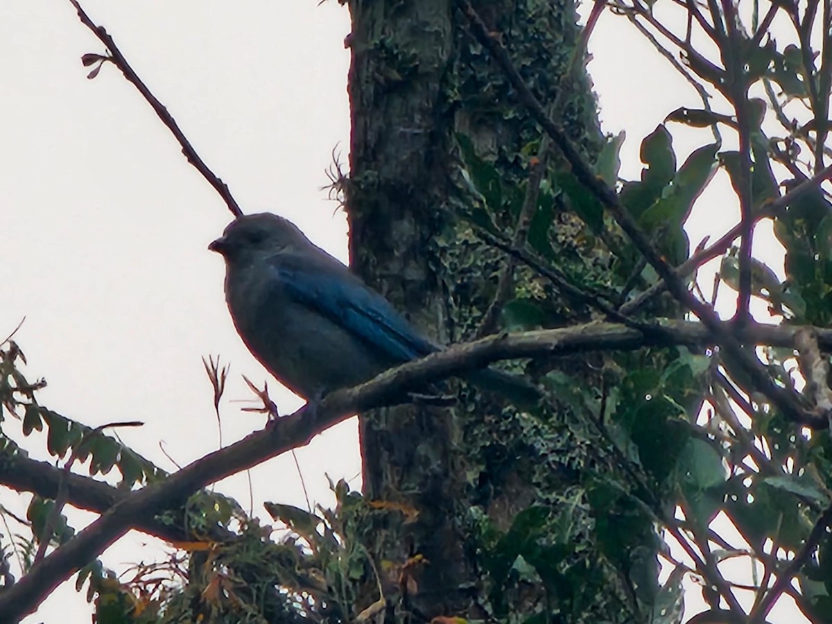 Tangara sayaca - ML646716979