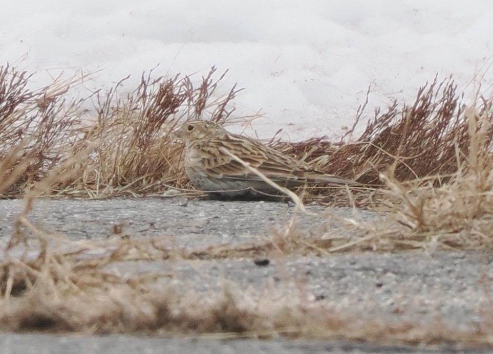 Chestnut-collared Longspur - ML646716980
