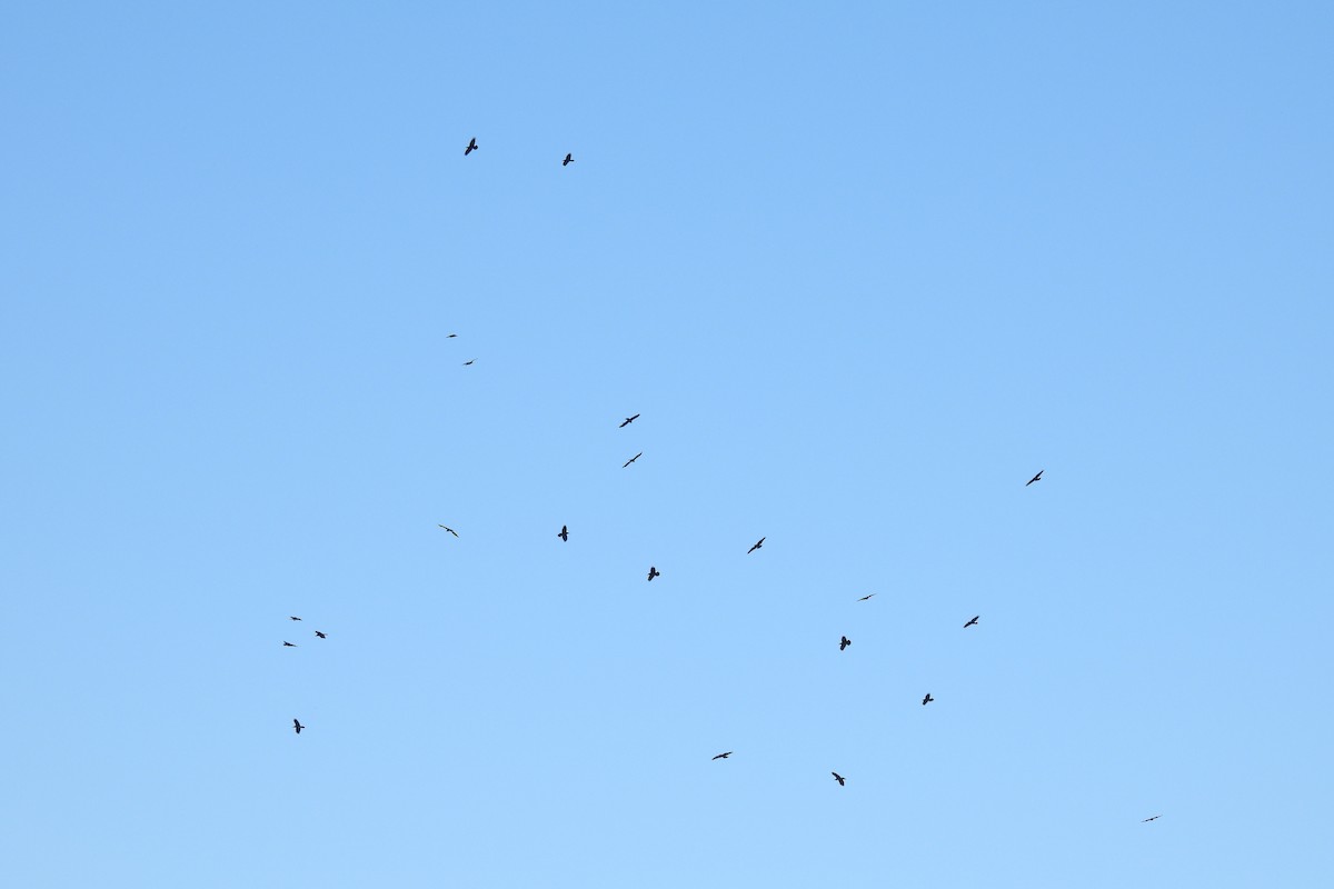 krkavec velký - ML646716981