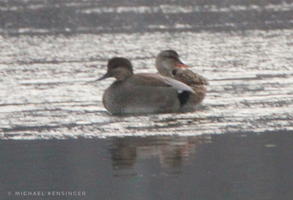 Серая утка - ML646716982