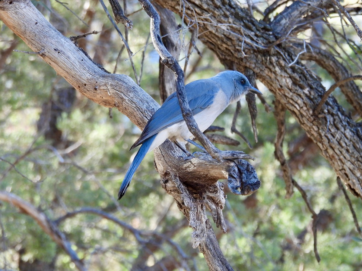 Mexican Jay - ML646716983