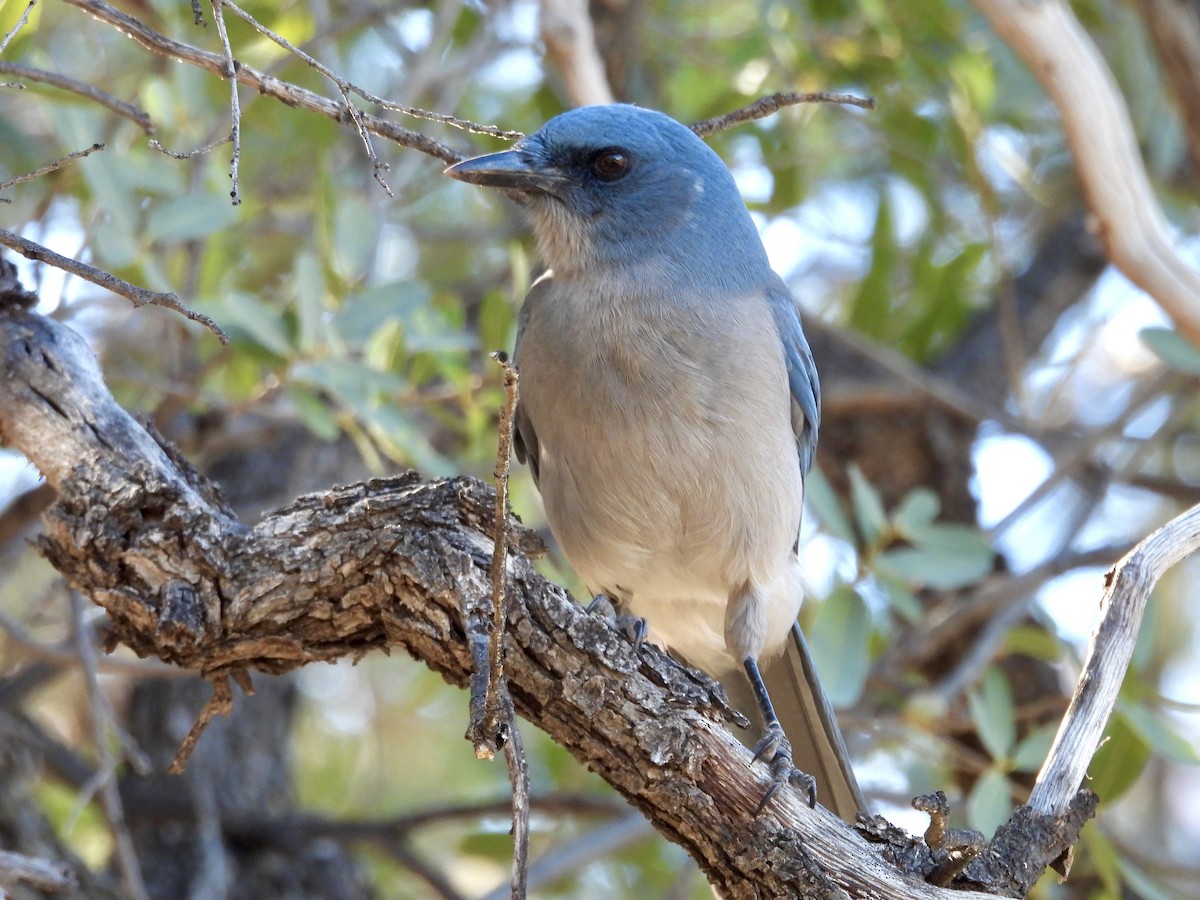 Mexican Jay - ML646716984