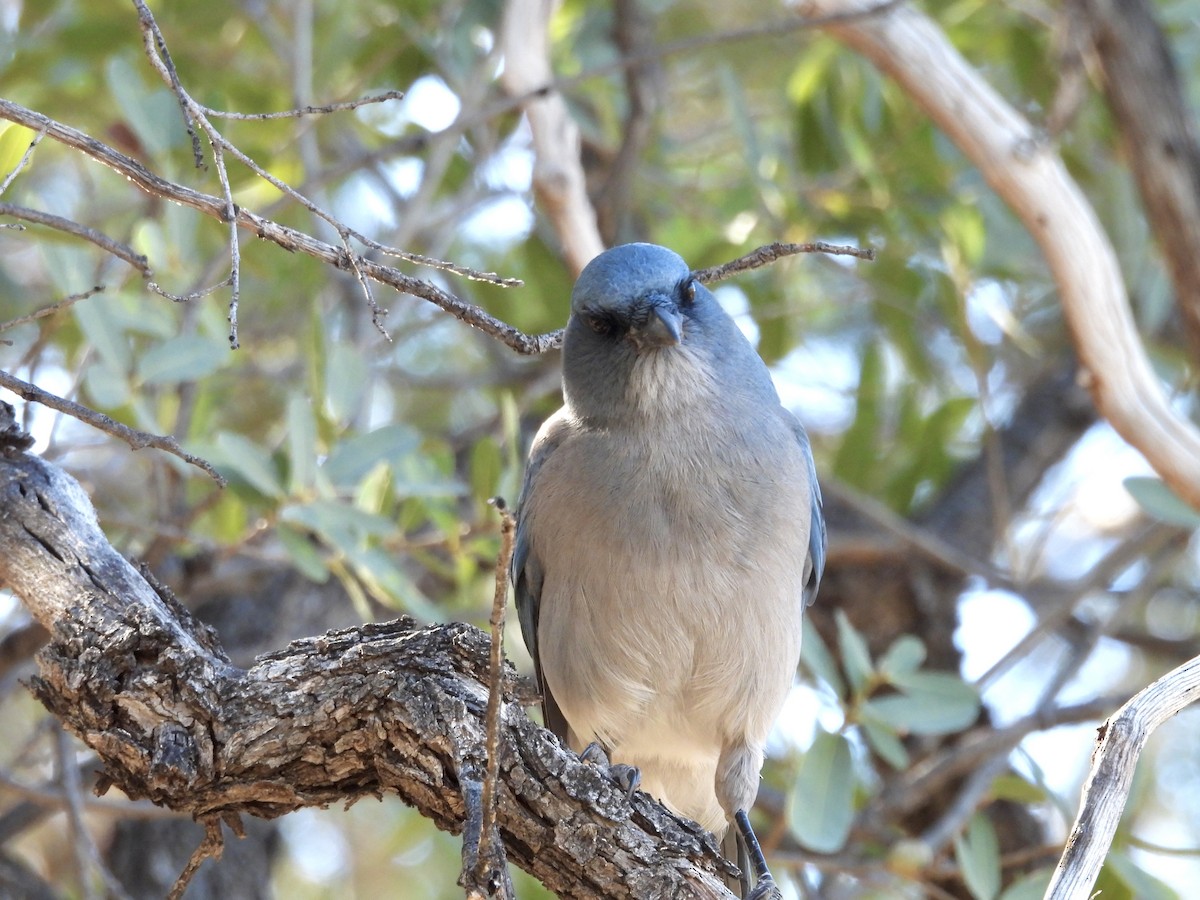 Mexican Jay - ML646716985