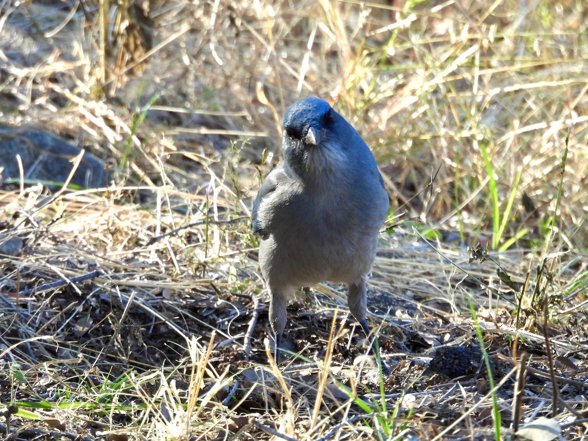 Mexican Jay - ML646716986