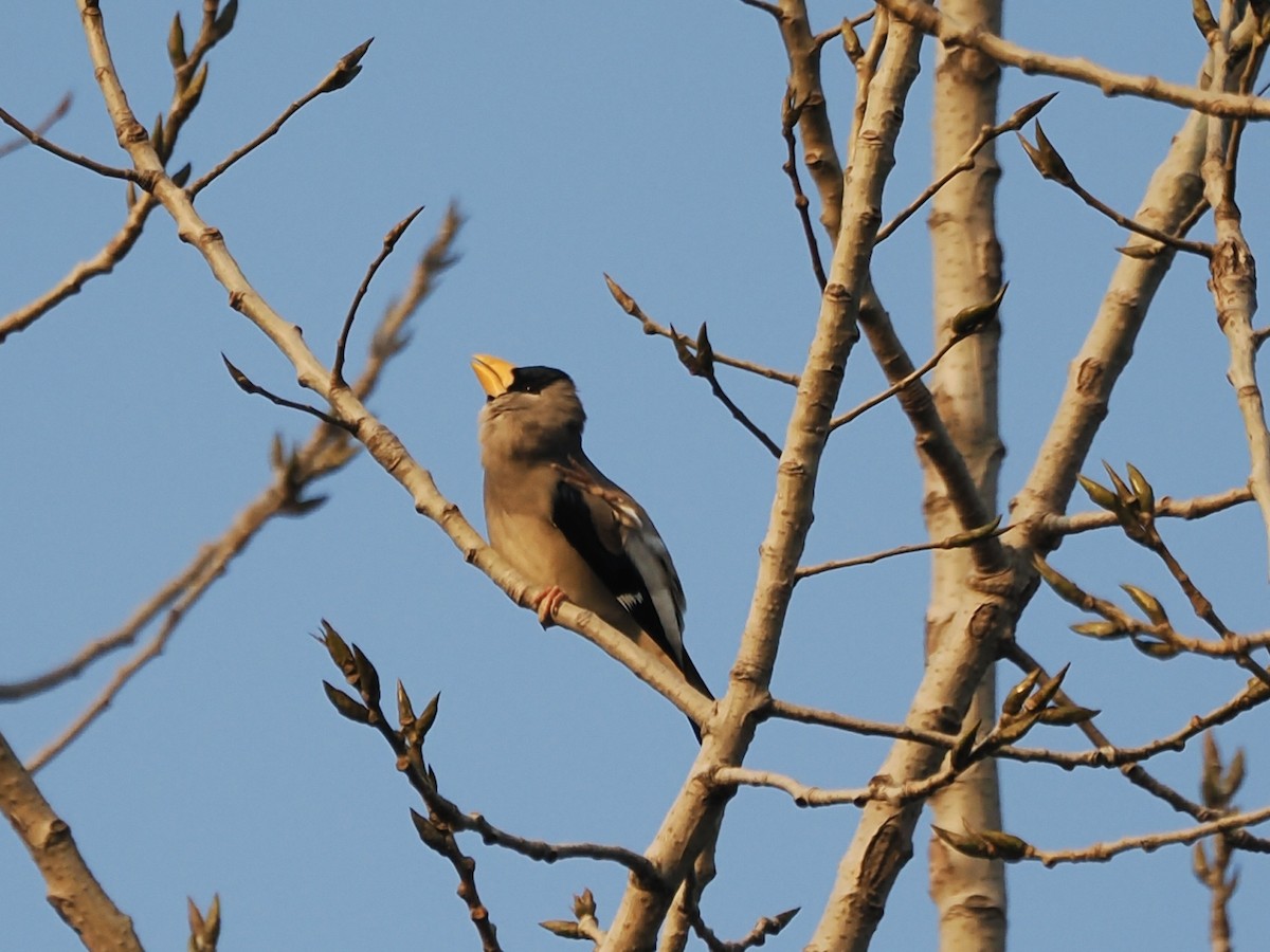 イカル - ML646716987