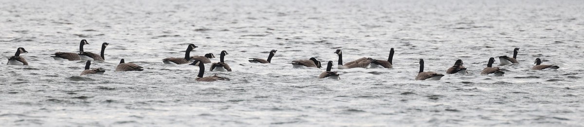 Branta kanadar handia - ML646716988