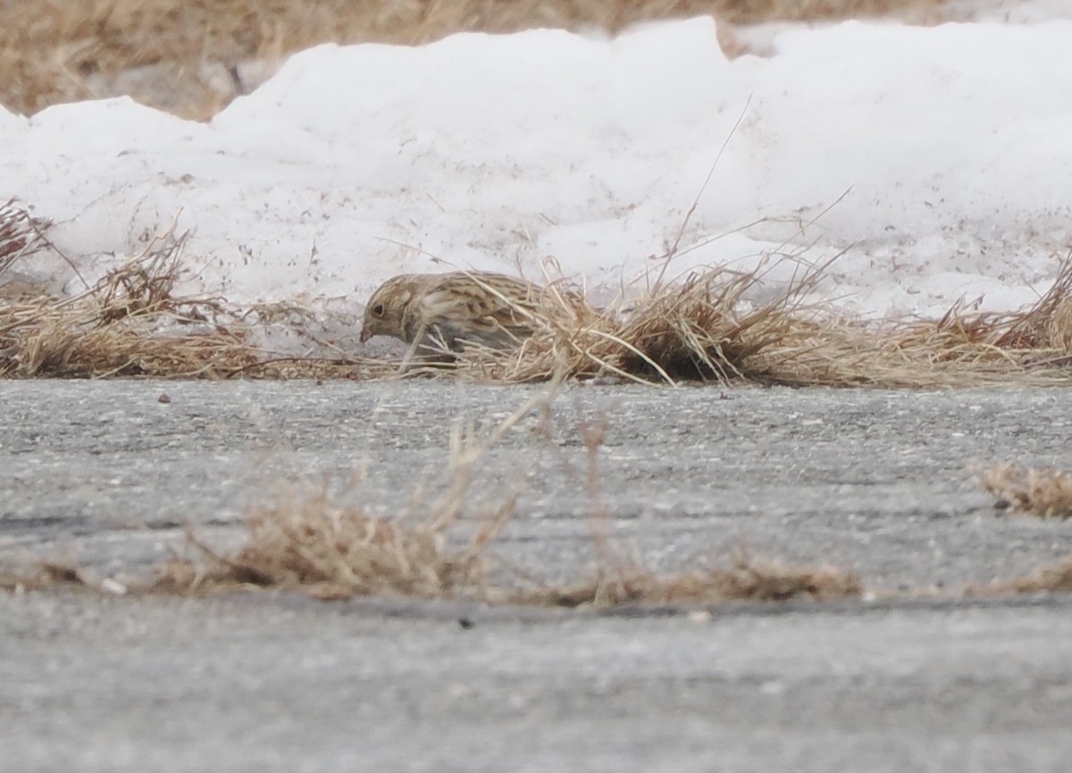 Chestnut-collared Longspur - ML646716989