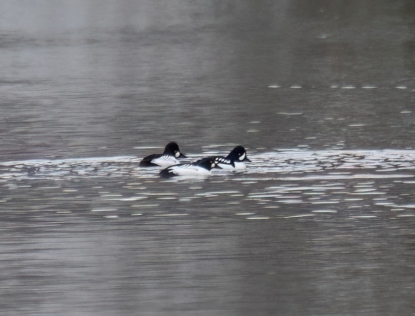 Barrow's Goldeneye - ML646716991