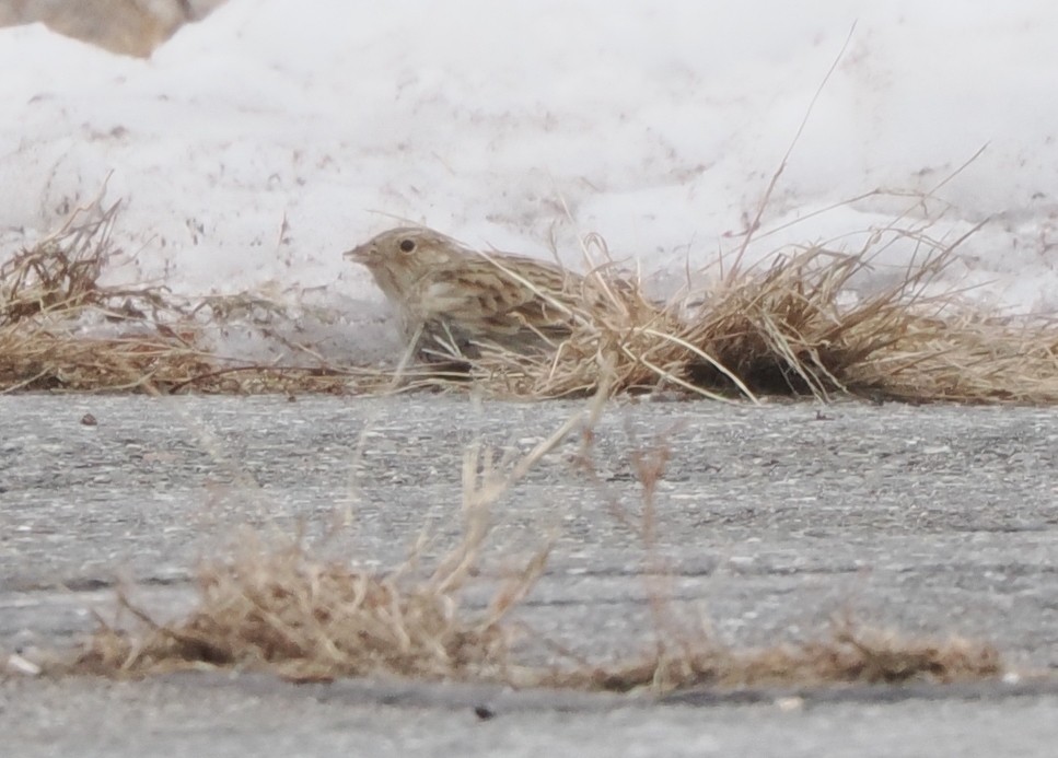 Chestnut-collared Longspur - ML646716992