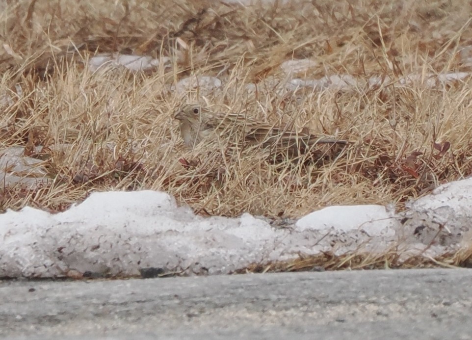 Chestnut-collared Longspur - ML646716994