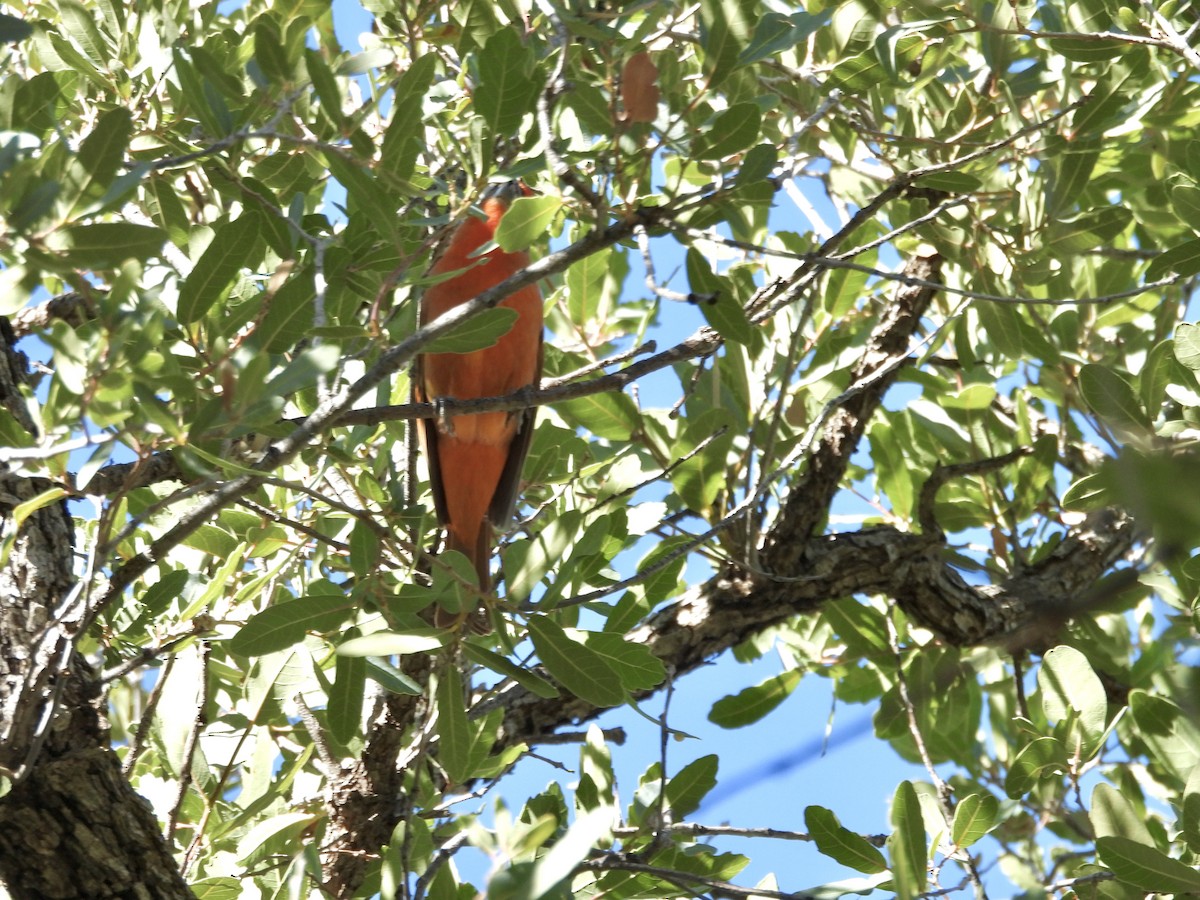 Hepatic Tanager - ML646716995