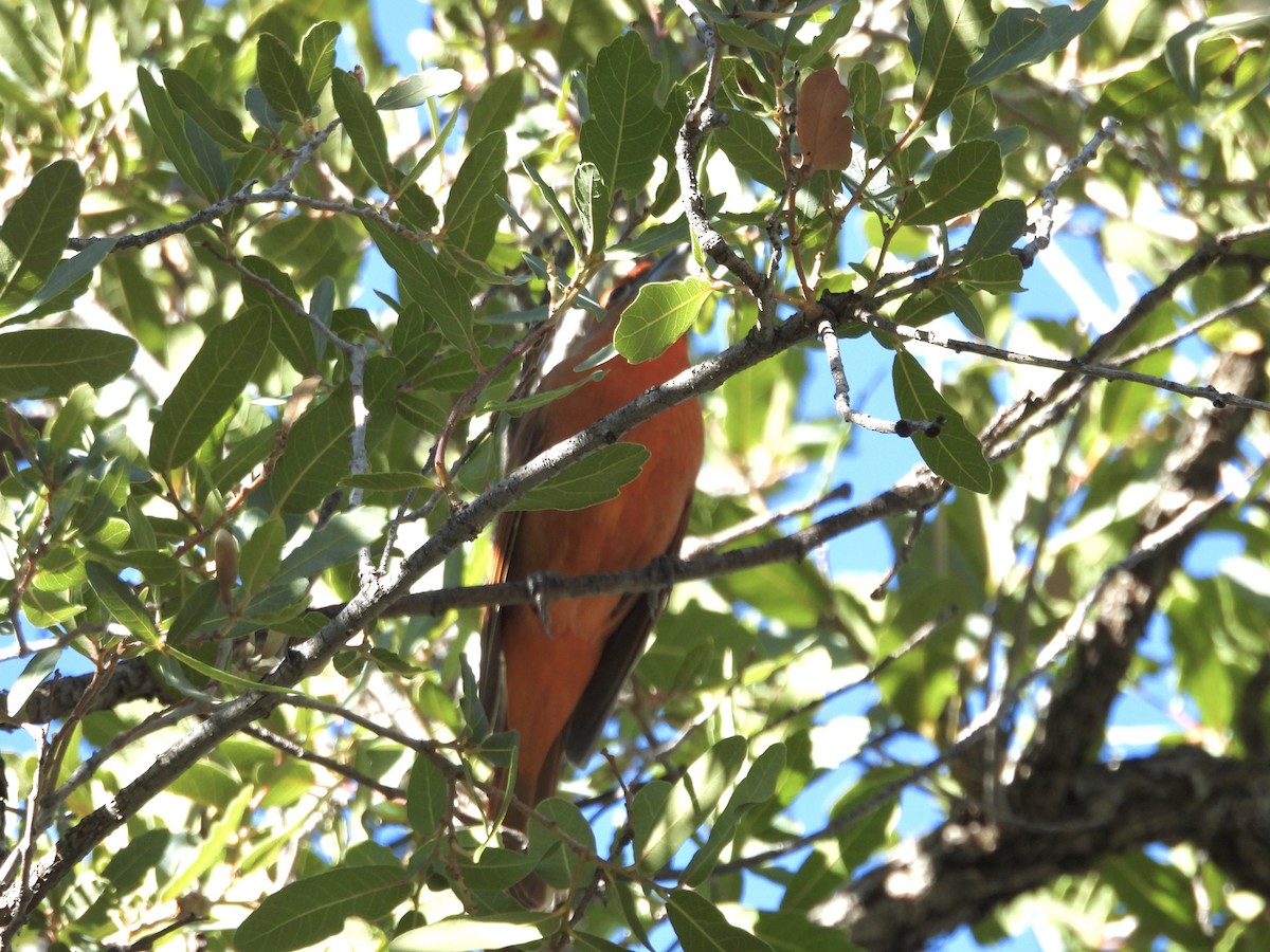 Hepatic Tanager - ML646716996