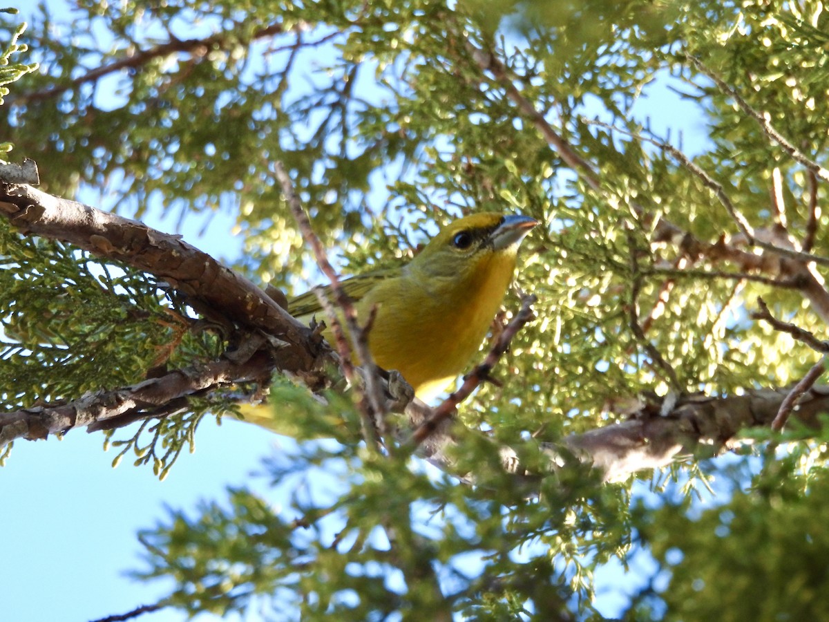 Hepatic Tanager - ML646716997