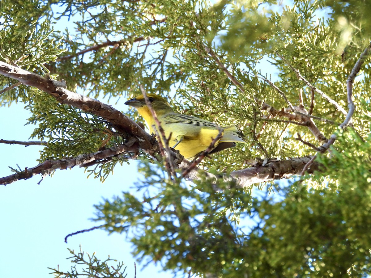 Hepatic Tanager - ML646716998