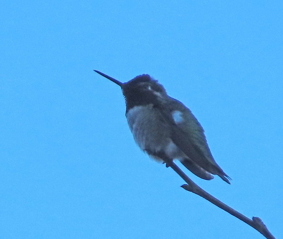 Anna's Hummingbird - ML646716999