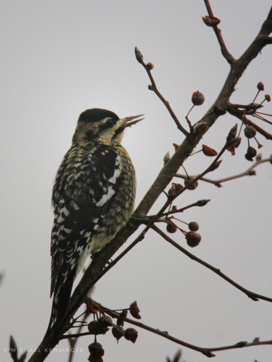 Yellow-bellied Sapsucker - ML646717000
