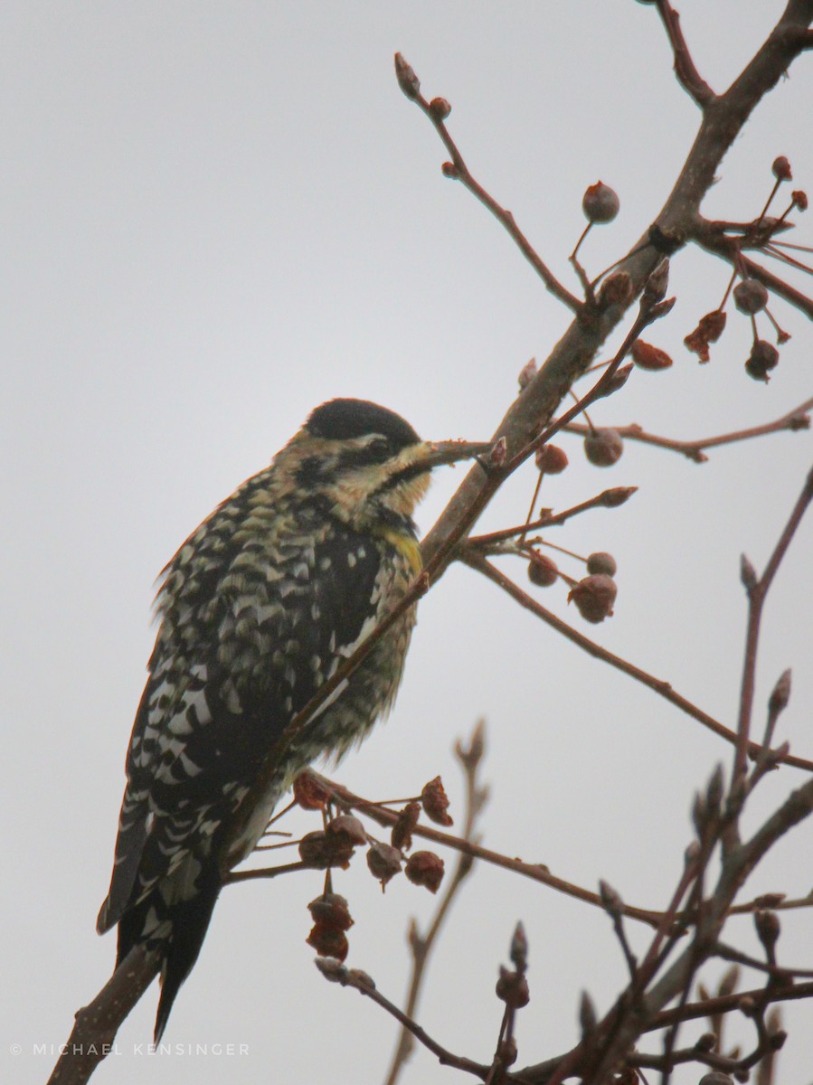 Yellow-bellied Sapsucker - ML646717001