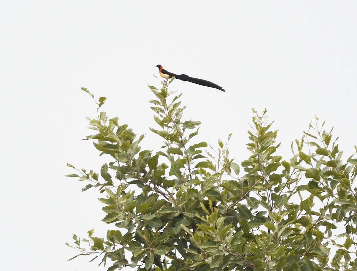 Вдовичка сахелева - ML646717005