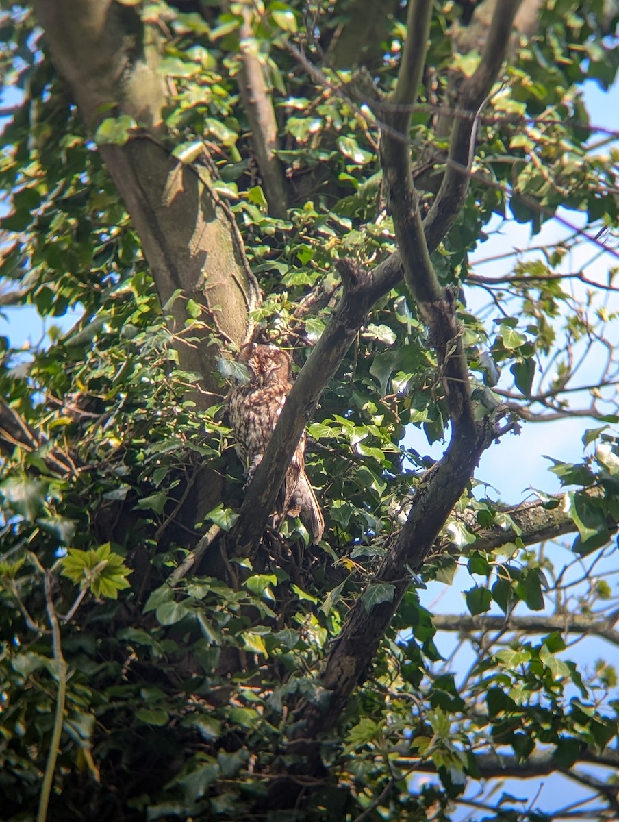 Allocco - ML646717008