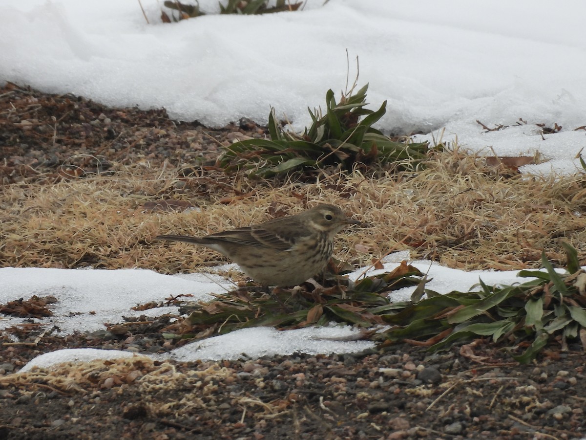 linduška tundrová - ML646717010