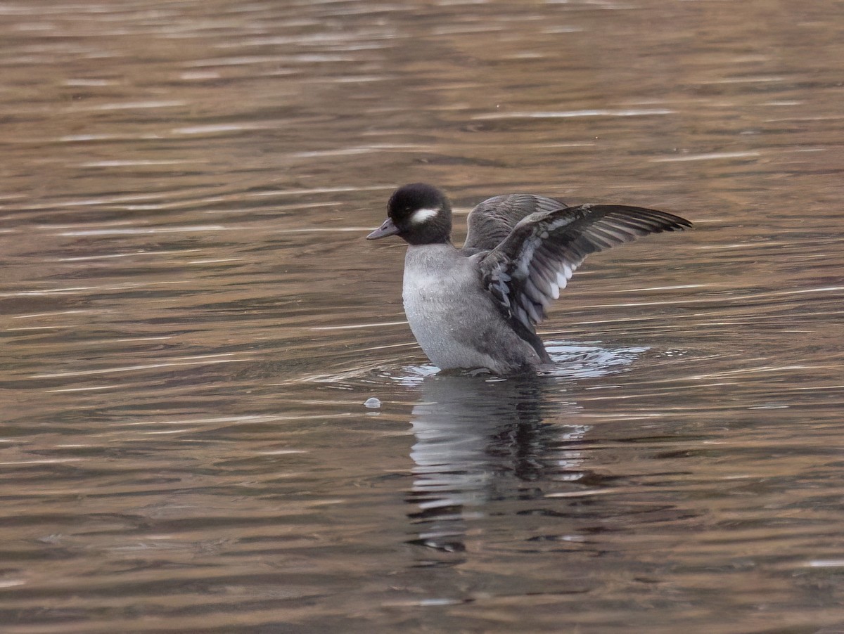 Bufflehead - ML646717012
