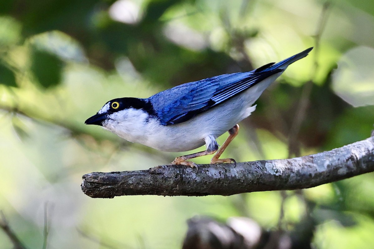 Танагрець масковий - ML646717017